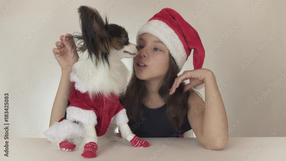 Beautiful teen girl and dog Continental Toy Spaniel Papillon in Santa Claus costumes joyfully kissing and fooling around on white background stock footage video. Beautiful teen girl and dog Continental Toy Spaniel Papillon in Santa Claus costumes joyfully kissing and fooling around on white background stock footage video.