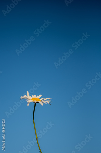 Daisy Against Blue Sky