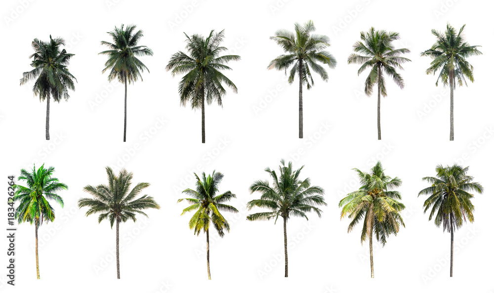 Beautiful coconut palm trees in the garden isolated on white background Beautiful coconut palm trees in the garden isolated on white background