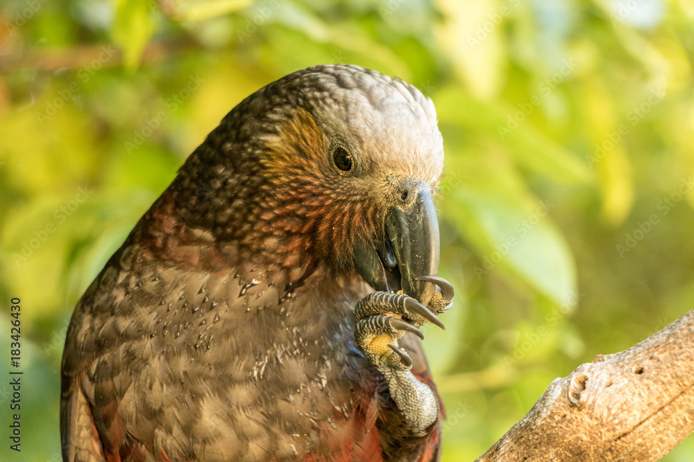 Obraz premium Endangered Brown Parrot Eating Seeds, New Zealand Kaka