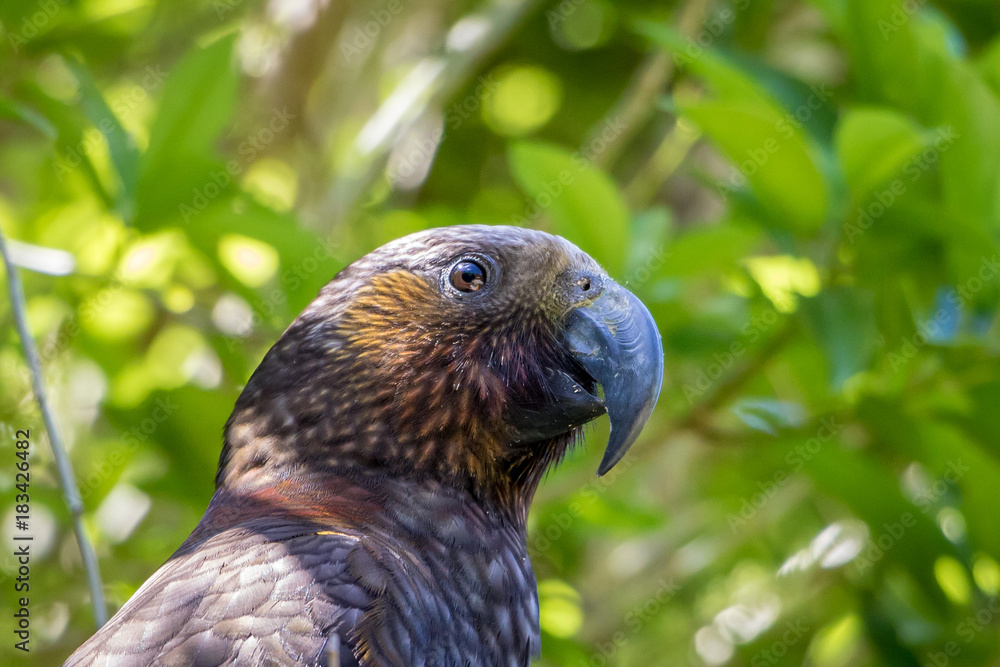 Obraz premium New Zealand Brown Parrot Face And Eye In Sun 