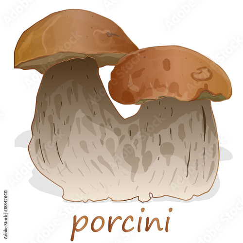 Porcini isolated white background.