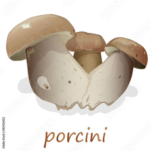 Porcini isolated white background.