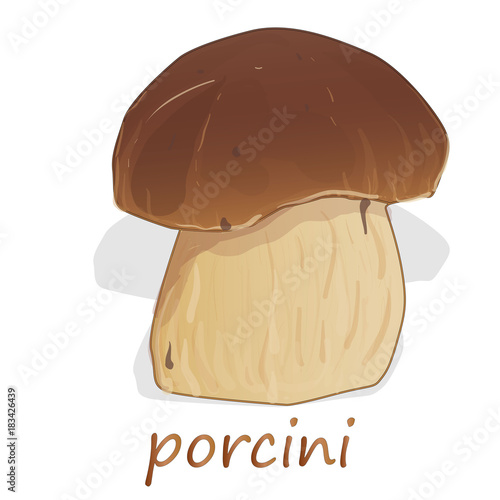 Porcini isolated white background.