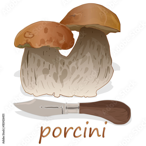 Porcini isolated white background.