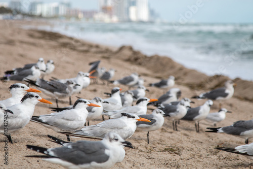 Birds on the ocean beach in Miami