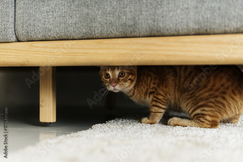 Fototapeta Naklejka Na Ścianę i Meble -  A cat hiding under a couch