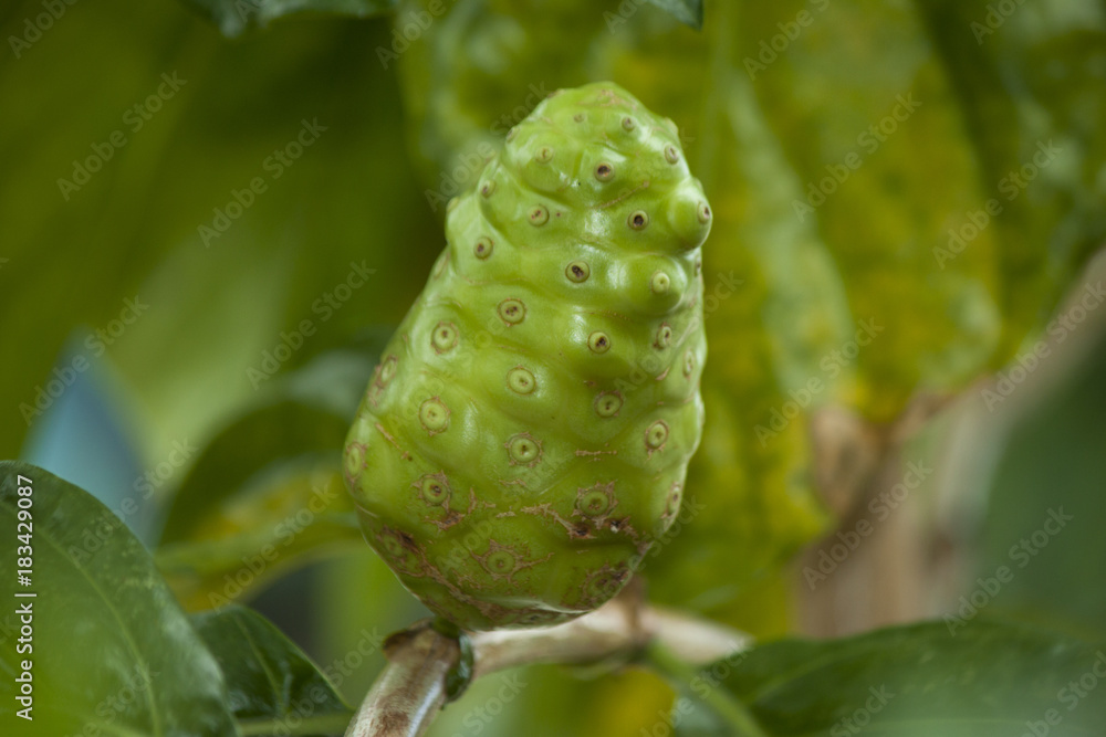 Noni fruit on tree Noni fruit on tree