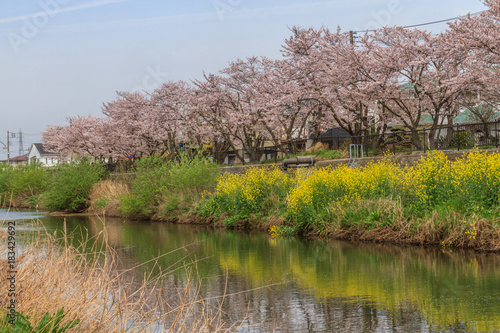 春の高崎川の風景