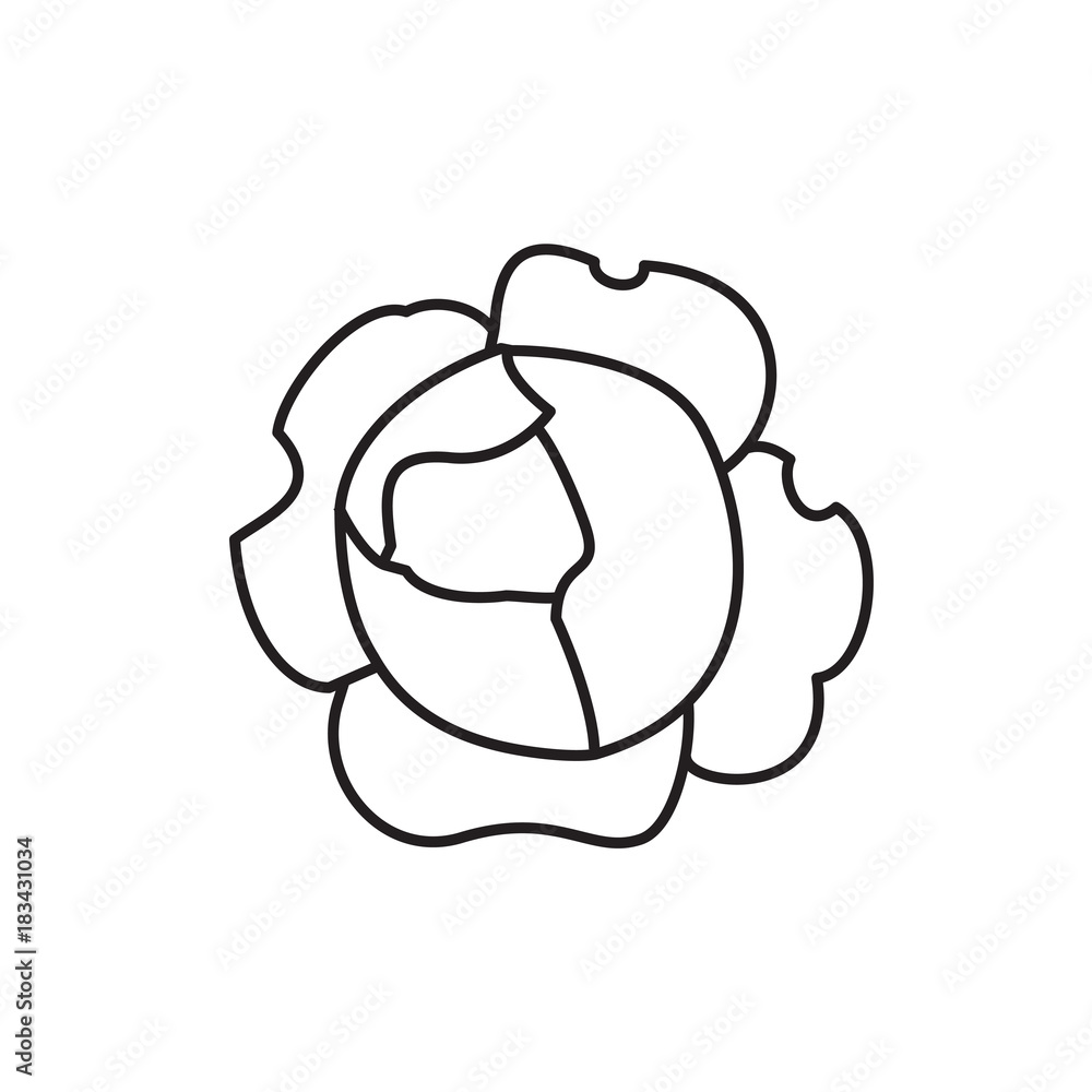 cabbage icon illustration cabbage icon illustration