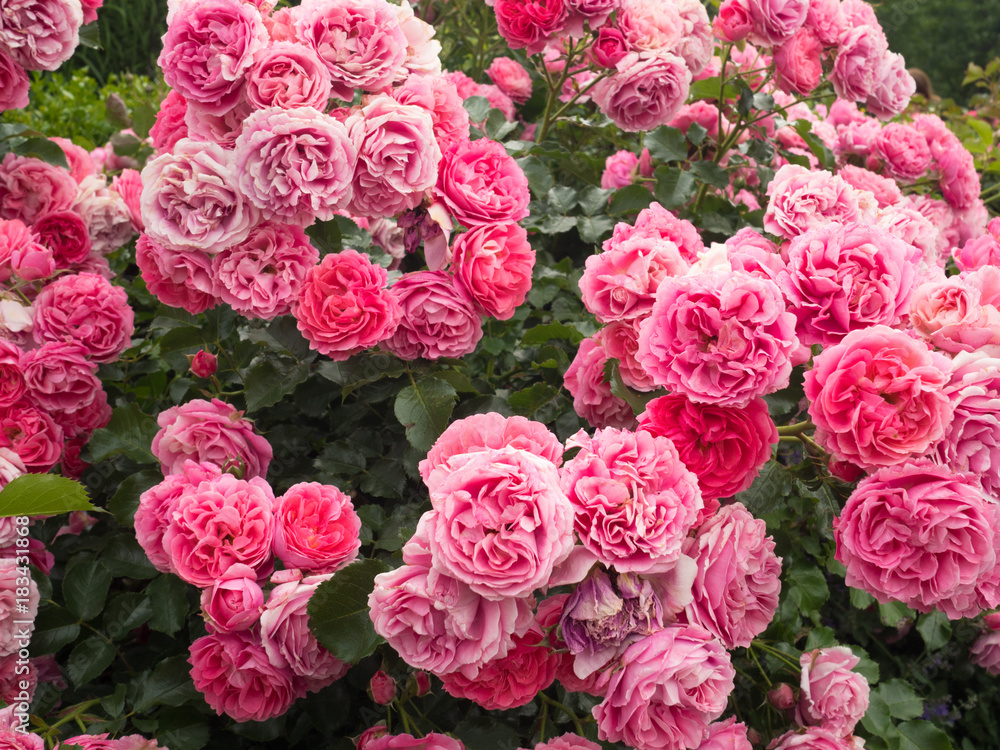 A day in the rose garden A day in the rose garden