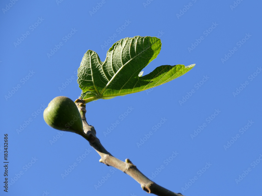 Fototapeta premium 枝の先端のイチジク