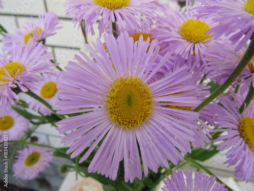 Large purple flower. Village. Bryansk district.  The Vast Russia  Sergey  Bryansk. 