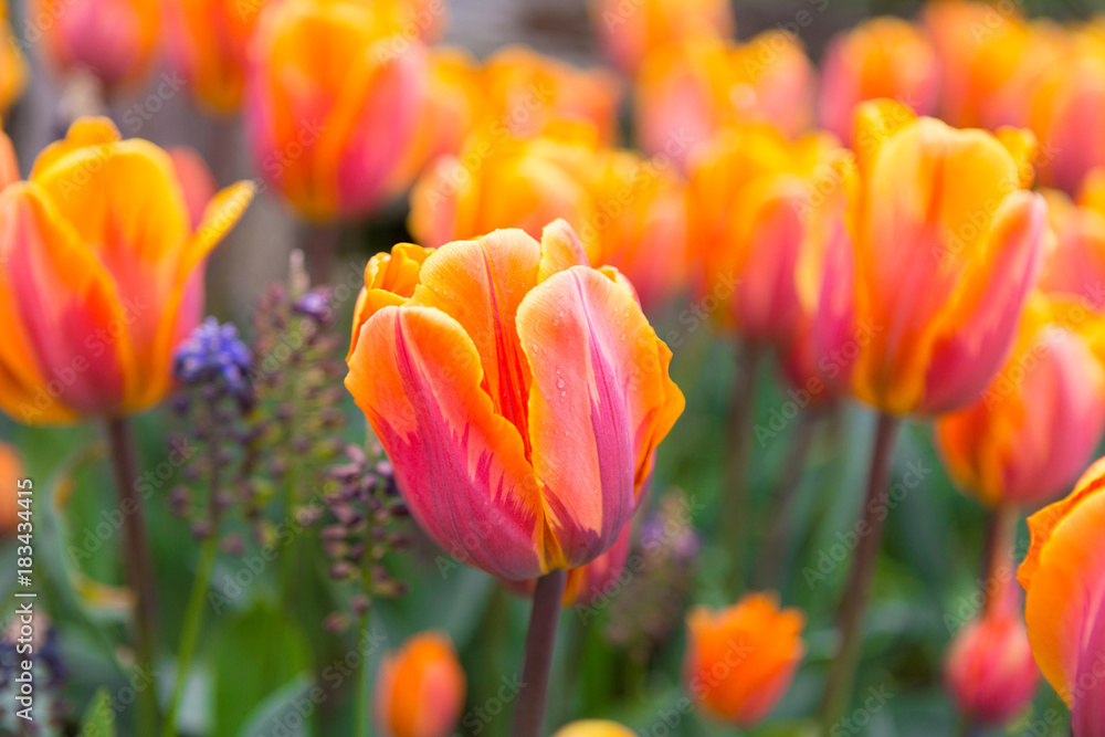 Fototapeta premium Scagit Valley Tulip Festival in Washington.