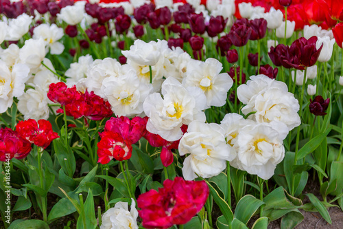 Wallpaper Mural Scagit Valley Tulip Festival in Washington. Torontodigital.ca