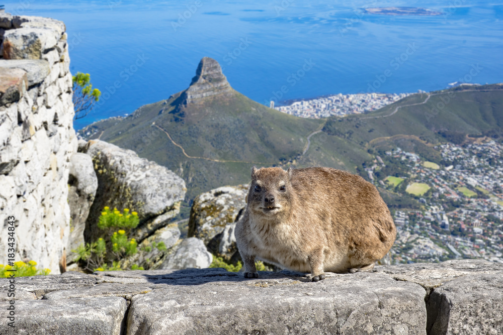 Fototapeta premium cape hyrax dassie table mountain