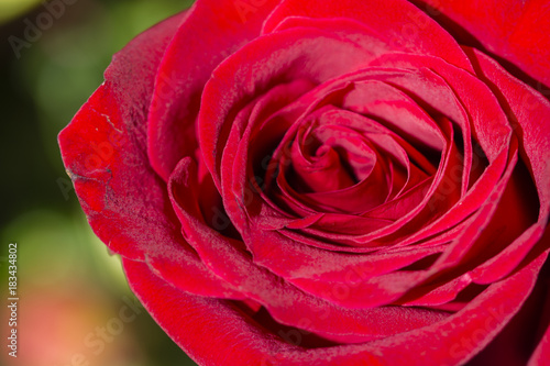 Red rose in macro view.