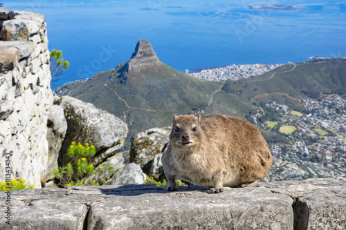 cape hyrax dassie table mountain photo