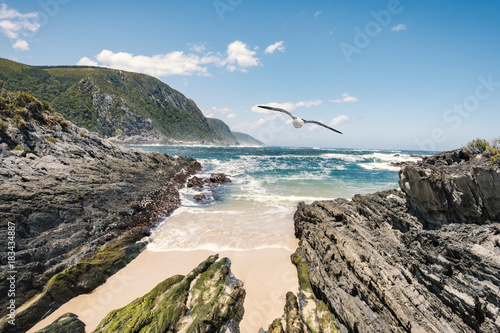 Tsitsikamma national park ocean view seagull