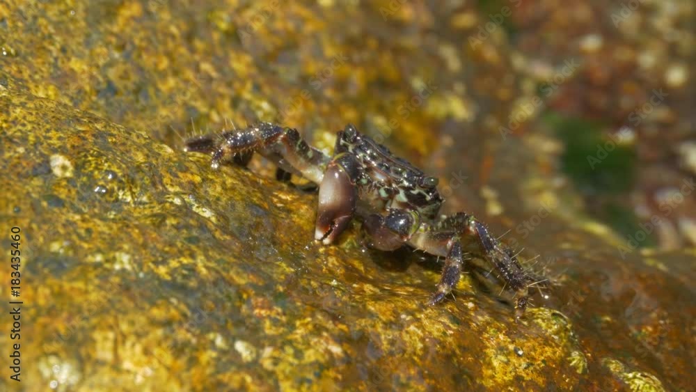 Marbled rock crab (Pachygrapsus marmoratus) on the shore in Spain Marbled rock crab (Pachygrapsus marmoratus) on the shore in Spain