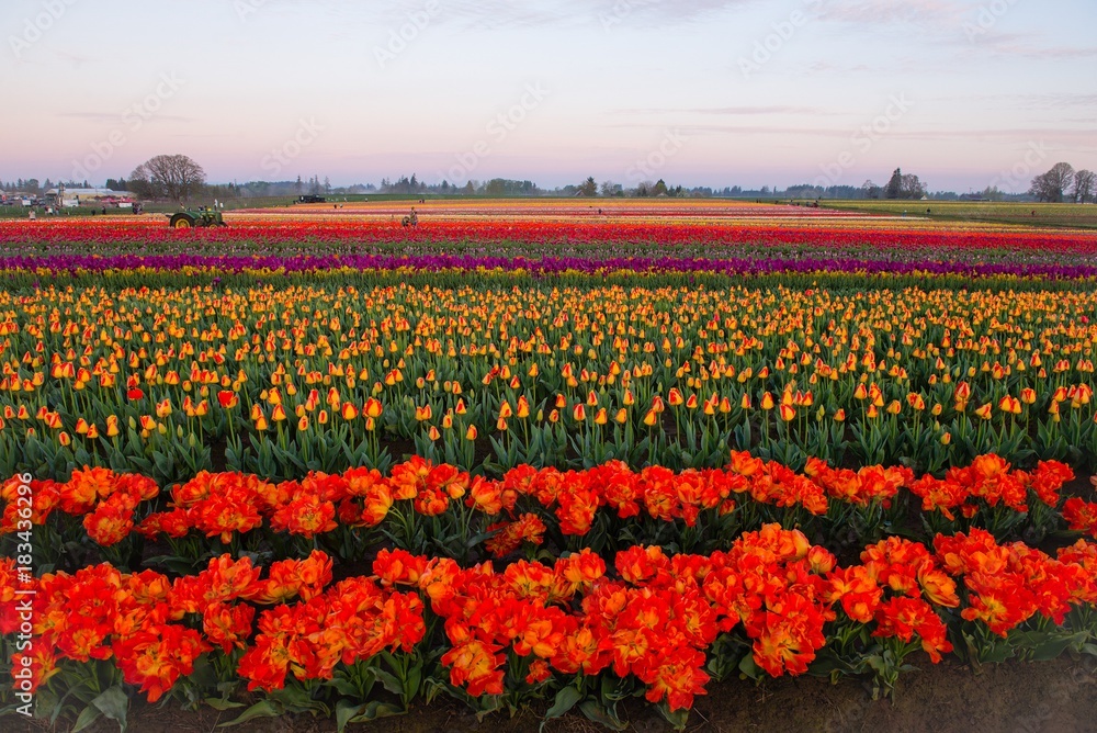 Colorful tulip fields during spring in the pacific northwest