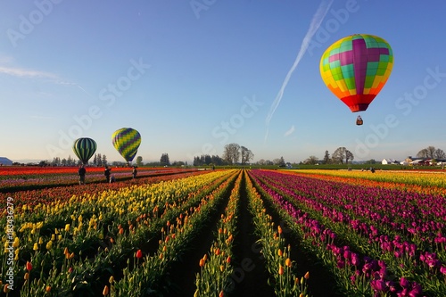Colorful rows of tulips and hot air balloons in spring in the pacific northwest