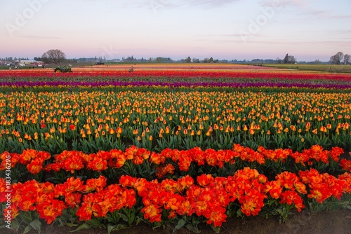 Colorful tulip fields during spring in the pacific northwest © Dene' Miles