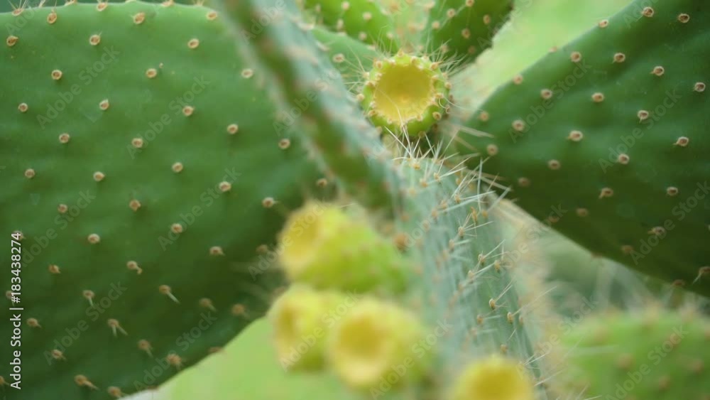 15226_Small_buds_of_cactus_from_the_succulent_plant.mov 15226_Small_buds_of_cactus_from_the_succulent_plant.mov