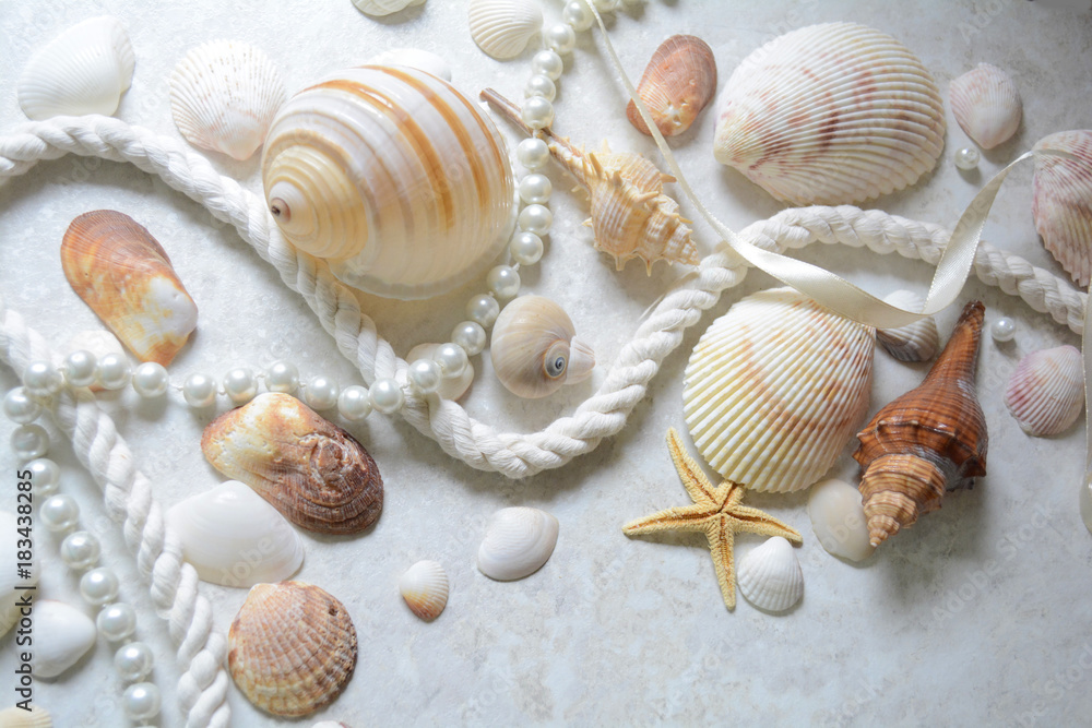 decor of seashells