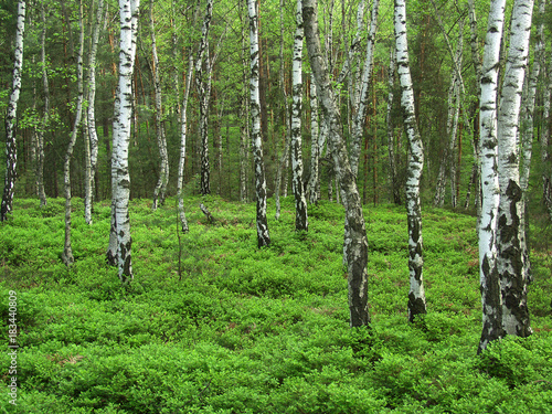 Part of the forest, which consists only of birch trees.