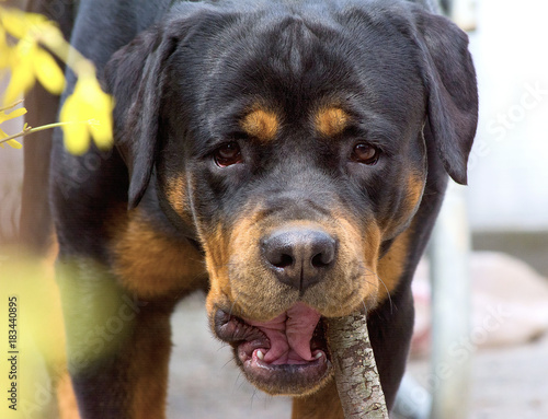 Close up on face of dog breed of Rottweiler