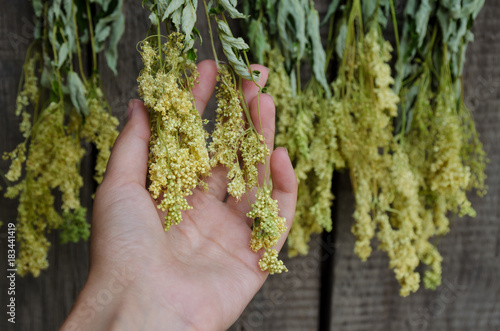 Bunches of dried herbs for herbal tea on old wooden gate background