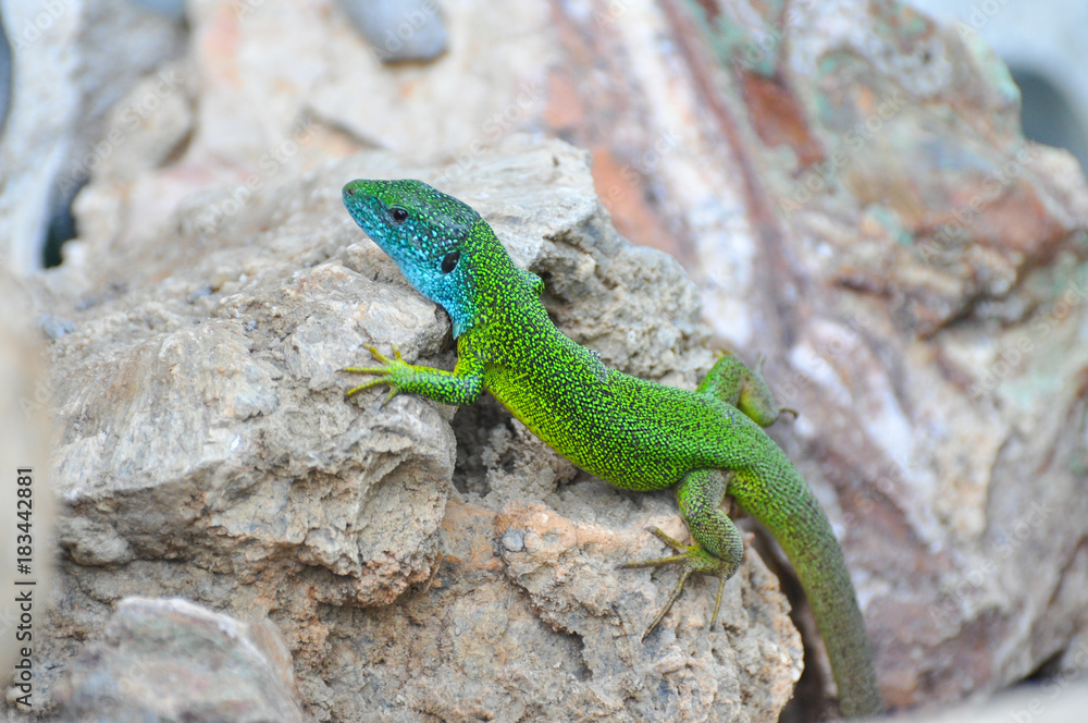 Green european lizard in nature. Green Lizard (Lacerta viridis) in natural habitat
Green european lizard in nature. Green Lizard (Lacerta viridis) in natural habitat