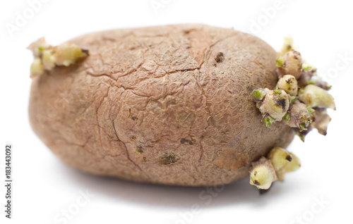 germinating potato