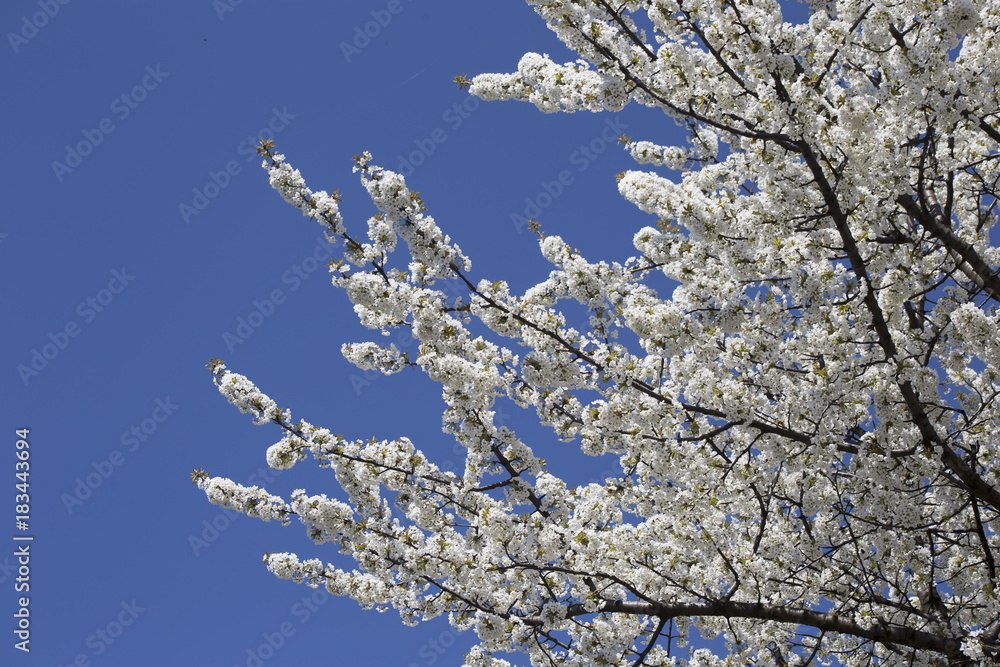 Fruit tree blossom