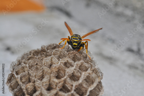 Wasp on honeycomb. Wasp get out from honeycombs photo