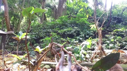 Baby monkey playing in the trees at Monkey Forest Ubud Bali