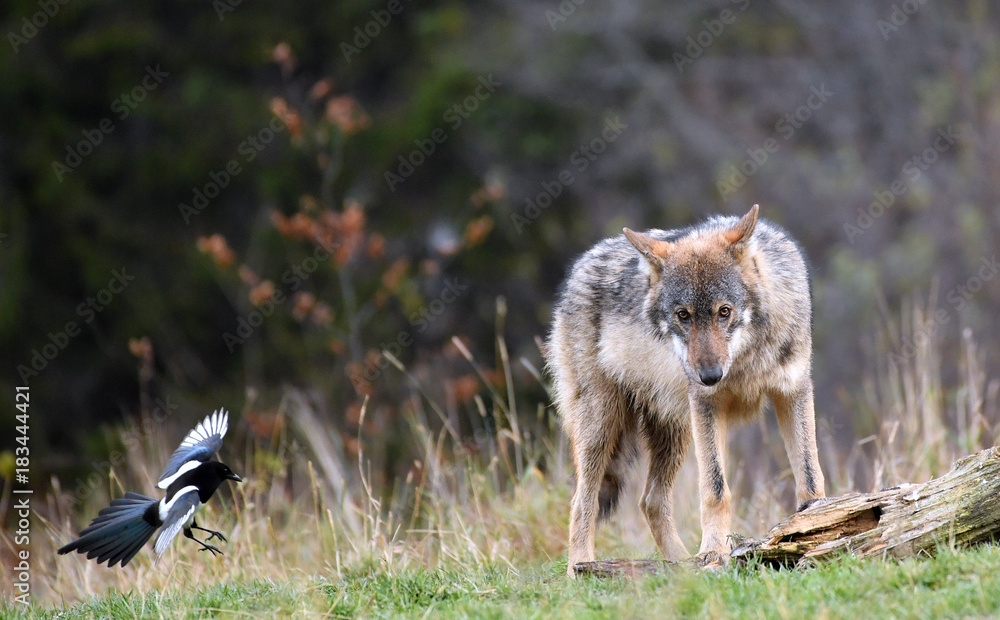 wilder Wolf und fliegende Elster