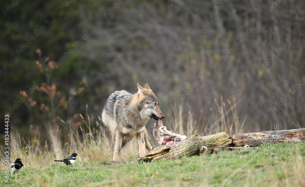 wilder Wolf beim Fressen seiner Beute - canis lupus
