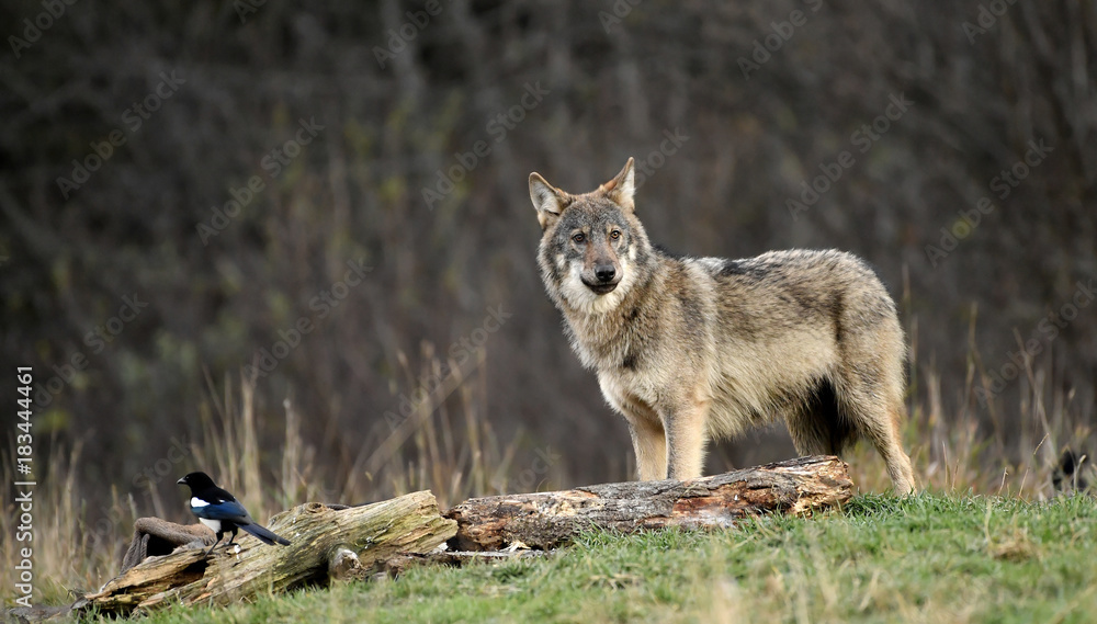 Wolf - Canis lupus