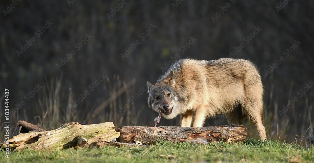 Wolf beim Fressen seiner Beute - Canis lupus