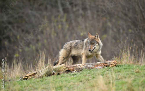 Obraz na płótnie wilder Wolf - canis lupus w salonie