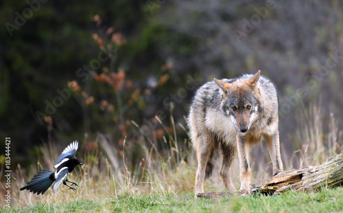 wilder Wolf und fliegende Elster