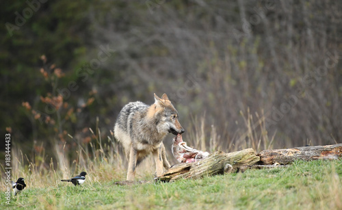 Obraz na płótnie wilder Wolf beim Fressen seiner Beute - canis lupus w salonie
