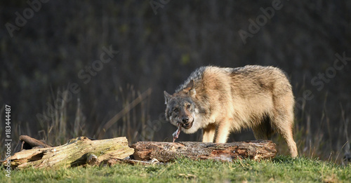 Obraz na płótnie Wolf beim Fressen seiner Beute - Canis lupus w salonie