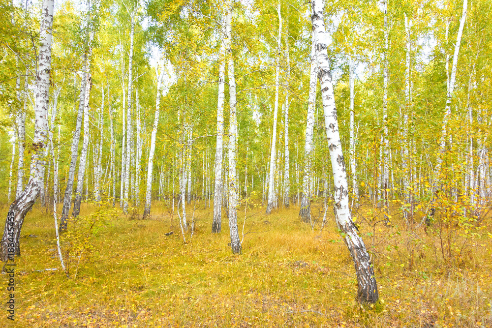Obraz premium birch forest