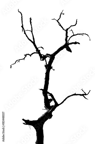 silhouette of lonely tree, dead treeisolated on white background