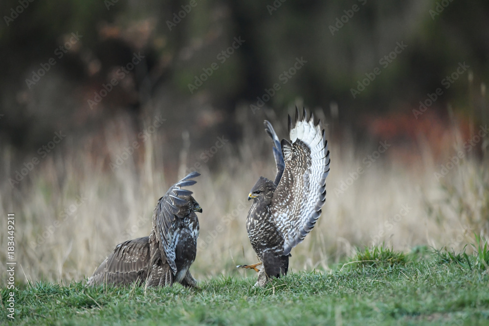 kämpfende Mäusebussarde - buteo buteo