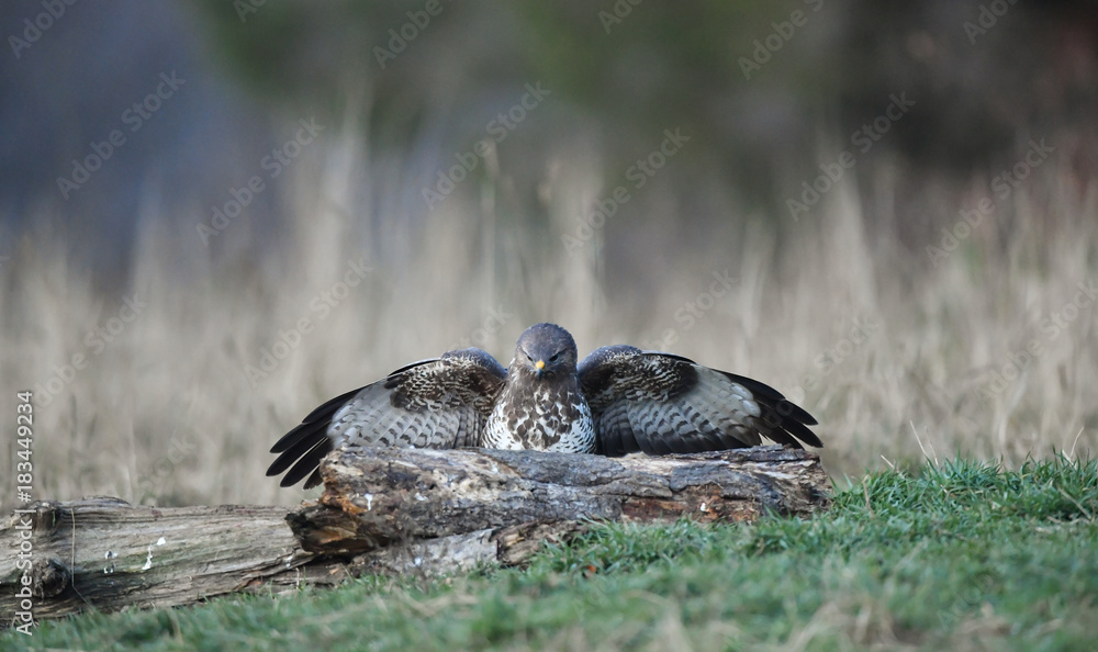 Mäusebussard - buteo buteo