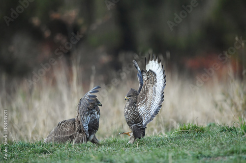 kämpfende Mäusebussarde - buteo buteo